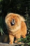 CHOW CHOW 339